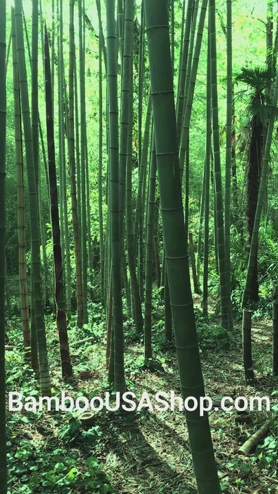 Bamboo Poles - Flamed Bamboo Poles (Set of 3- 4" Diameter)-Garden Landscape Bamboo Poles - (1) 3' (1) 4' (1) 5' Lengths) - bamboousashop.com - Where Our Bamboo Lives