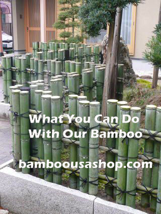 How do I cut bamboo?
