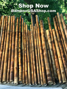 Bamboo Poles -Lot of 12 Flamed Bamboo Pole Pieces (2"-4" diam. x 4"-10" length) -  bamboousashop.com
