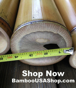 Bamboo Poles -Lot of (2) Giant Flamed Bamboo Poles (4" dia x 1'-7' length) - bamboousashop.com
