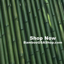 Load image into Gallery viewer, Bamboo Poles-Fresh Cut Natural Bamboo (2.0 inch Diameter, choose from 1 to 7 feet long)-Lot of 2 - BambooUSAShop
