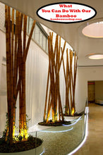 Load image into Gallery viewer, Bamboo Poles -Flamed Large-3.5" Diameter--1.0 ft-7.0 ft Length