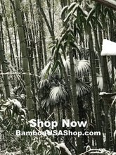 Load image into Gallery viewer, Bamboo Poles - Lot of (6) Green Bamboo Pieces (3.75&quot; Diam. x 4&quot; to 10&quot; Length) - BambooUSAShop.com - Where Our Bamboo Lives
