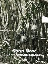 Load image into Gallery viewer, Bamboo Poles - Lot of (6) Green Bamboo Pieces (3.75" Diam. x 4" to 10" Length) - BambooUSAShop.com - Where Our Bamboo Lives