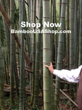 Load image into Gallery viewer, Bamboo Poles -Flamed Large (2.0" Diam. x 1.0 ft-7.0 ft Length)-Lot of 4 - bamboousashop.com - Where Our Bamboo Lives