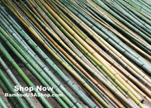 Load image into Gallery viewer, Bamboo Poles-Fresh Cut Natural Bamboo (1.5 inch Diameter, choose from 1 to 7 feet long)-Lot of 4 - BambooUSAShop