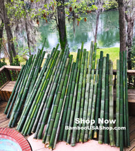 Load image into Gallery viewer, Bamboo Poles-Fresh Cut Natural Bamboo (3.5 inch Diameter, choose from 1 to 7 feet long - BambooUSAShop