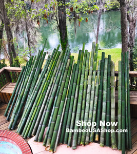 Bamboo Poles-Fresh Cut Natural Bamboo (3.5 inch Diameter, choose from 1 to 7 feet long - BambooUSAShop