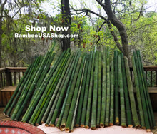 Load image into Gallery viewer, Bamboo Poles-Fresh Cut Natural Bamboo (3.5 inch Diameter, choose from 1 to 7 feet long - BambooUSAShop
