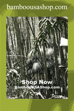 Load image into Gallery viewer, Bamboo Poles -Flamed Large-3.5" Diameter--1.0 ft-7.0 ft Length