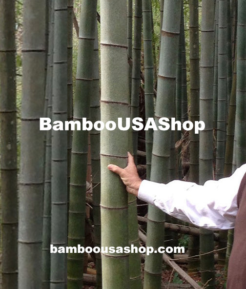 BambooUSAShop.com Has A YouTube Channel