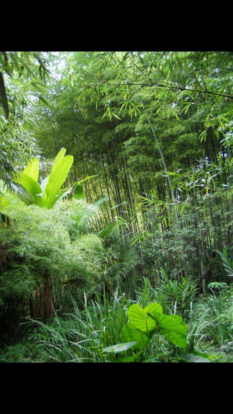 News - Bamboo Poles - BambooUSAShop
