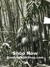 Load image into Gallery viewer, Bamboo Poles -Huge Flamed Bamboo Pole (4.5&quot; Diam. x 1 ft-7.0 ft Length) - bamboousashop.com - Where Our Bamboo Lives
