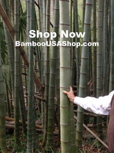 Load image into Gallery viewer, Bamboo Poles -Flamed Large (2.0&quot; Diam. x 1.0 ft-7.0 ft Length)-Lot of 4 - bamboousashop.com - Where Our Bamboo Lives
