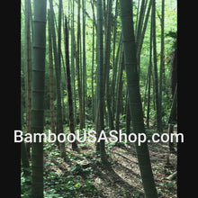 Load and play video in Gallery viewer, BambooUSAShop Gift Card
