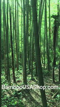 Load and play video in Gallery viewer, Bamboo Poles -Lot of 12 Flamed Bamboo Poles  (1.6"-2.0" diam. x 4 ft length) - bamboousashop.com - Where Our Bamboo  Lives
