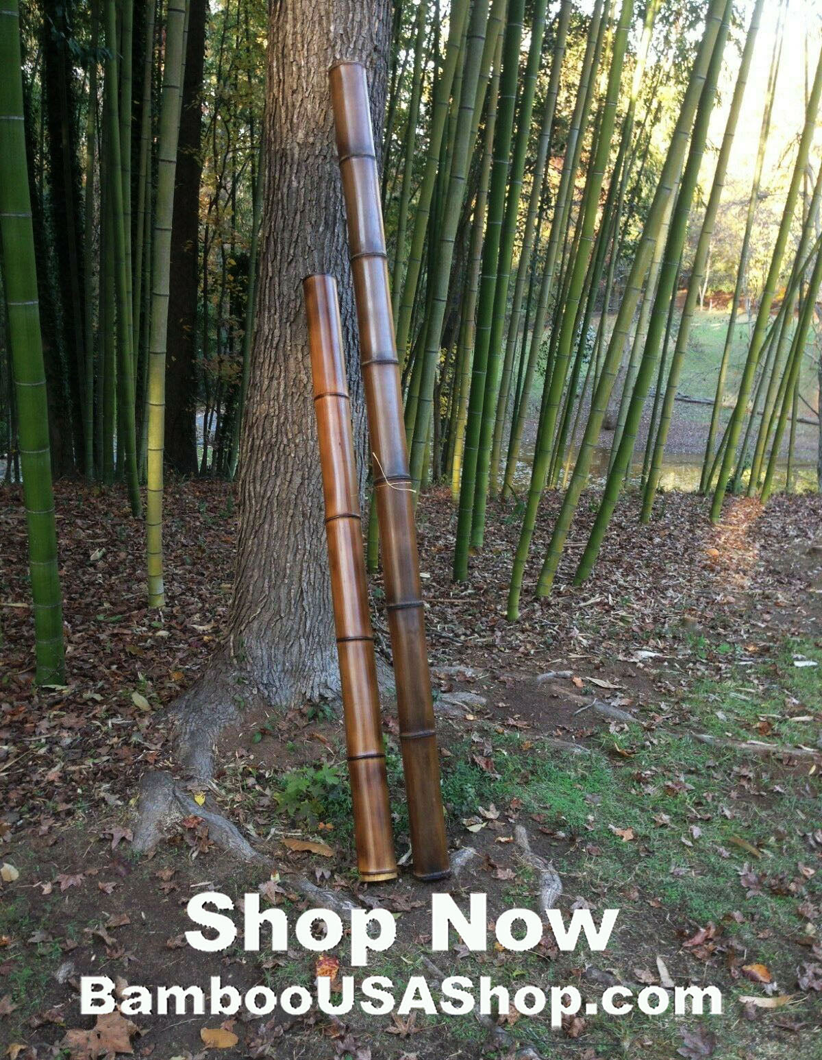 Bamboo Poles-Lot of (2) Giant Flamed Bamboo Poles (4 Diam x 1'-7')