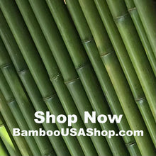 Load image into Gallery viewer, Bamboo Poles-Fresh Cut Natural Bamboo (2.0 inch Diameter, choose from 1 to 7 feet long)-Lot of 2 - BambooUSAShop
