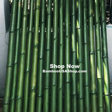 Load image into Gallery viewer, Bamboo Poles-Fresh Cut Natural Bamboo (2.0 inch Diameter, choose from 1 to 7 feet long)-Lot of 4 - BambooUSAShop
