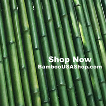 Load image into Gallery viewer, Bamboo Poles-Fresh Cut Natural Bamboo (2.0 inch Diameter, choose from 1 to 7 feet long)-Lot of 2 - BambooUSAShop

