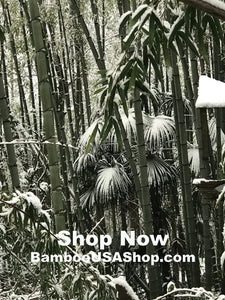 Bamboo Poles -Lot of (2) Giant Flamed Bamboo Poles (4" dia x 1'-7' length) - bamboousashop.com - Where Our Bamboo Lives