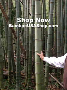 Bamboo Poles - Lot of (6) Green Bamboo Pieces (3.75" Diam. x 4" to 10" Length) - BambooUSAShop.com  Where Our Bamboo Lives