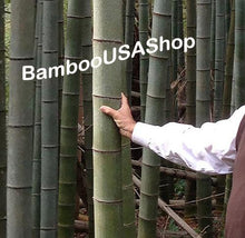 Load image into Gallery viewer, Bamboo Poles for Sale - BambooUSAShop
