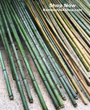 Load image into Gallery viewer, Bamboo Poles-Fresh Cut Natural Bamboo (2.5 inch Diameter, choose from 1 to 7 feet long) - BambooUSAShop
