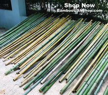 Load image into Gallery viewer, Bamboo Poles-Fresh Cut Natural Bamboo (2.0 inch Diameter, choose from 1 to 7 feet long)-Lot of 4 - BambooUSAShop
