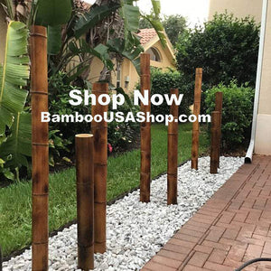 Bamboo Poles - Flamed Bamboo Poles (Set of 3- 4" Diameter)-Garden Landscape Bamboo Poles - (1) 3' (1) 4' (1) 5' Lengths) - bamboousashop.com