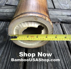 Bamboo Poles -Huge Flamed Bamboo Pole (4.5" Diam. x 1 ft-7.0 ft Length) - bamboousashop.com