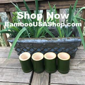 Bamboo Poles - Fresh Cut Green Bamboo - Lot of 4 - (4.0" Diameter x 6.0" Length) - Nodes Intact