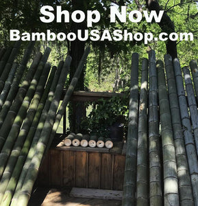 Bamboo Poles - Lot of (6) Green Bamboo Pieces (3.75" Diam. x 4" to 10" Length) - BambooUSAShop.com